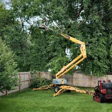 Best Tree Cabling and Bracing  in Bronson, MI