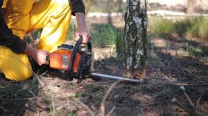 Best Tree Disease Treatment  in Bronson, MI