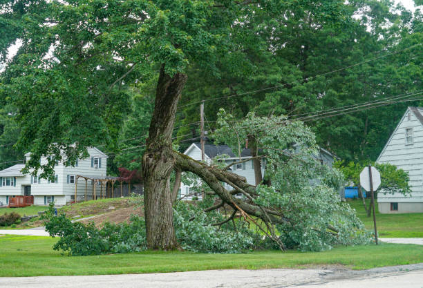 Best Tree Risk Assessment  in Bronson, MI